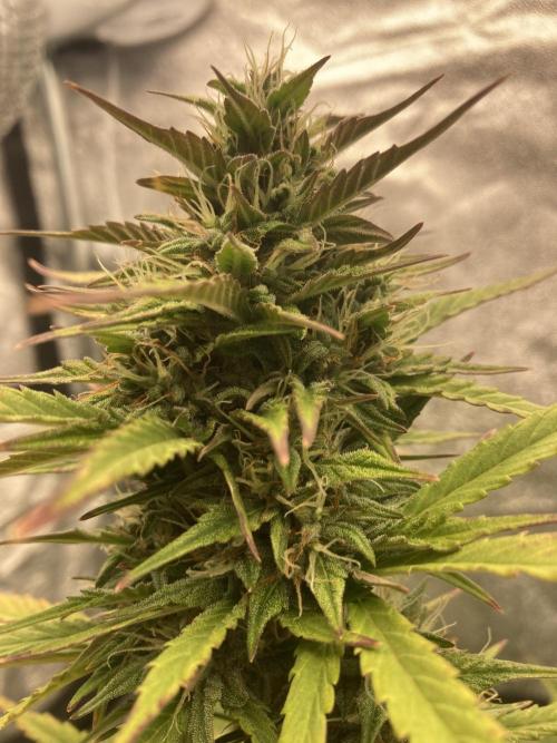 Jack Herer. Auto. Week 9