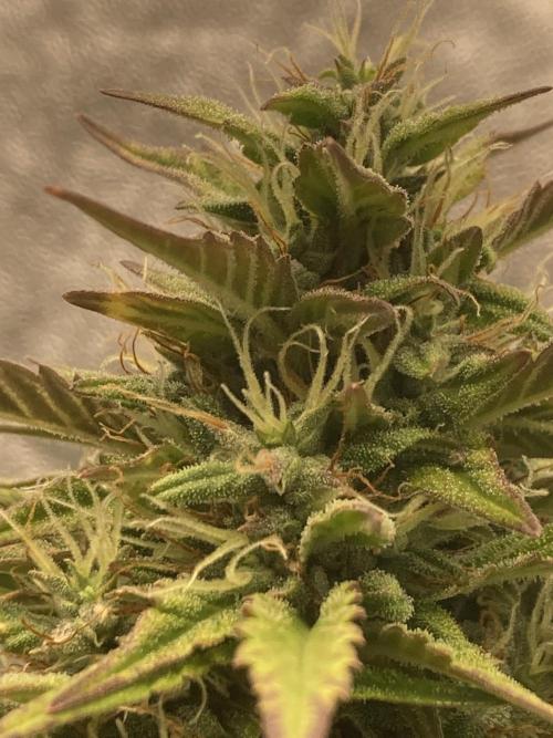 Jack Herer. Auto. Week 9