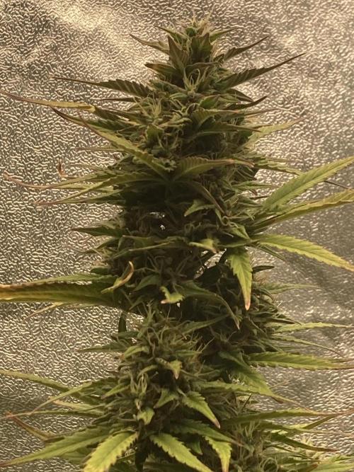 Jack Herer. Auto. Week 9