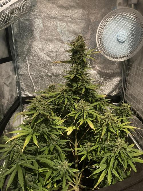 Jack Herer. Auto. Week 9