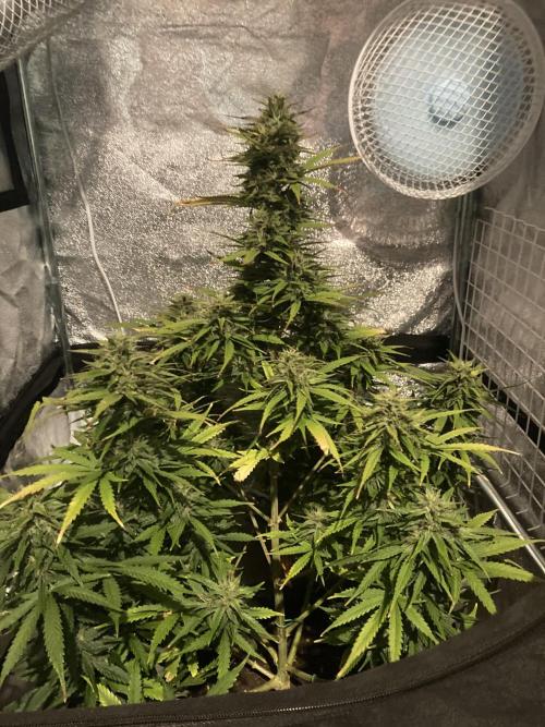 Jack Herer. Auto. Week 9