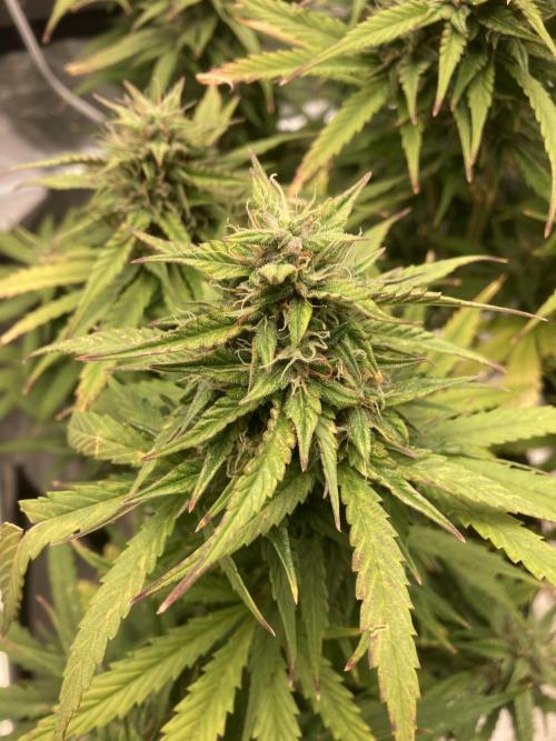 Jack Herer. Auto. Week 9