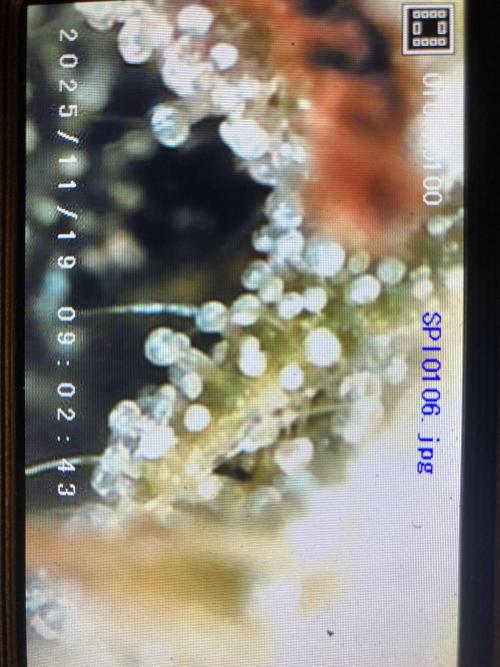 Jack Herer. Auto. Week 9