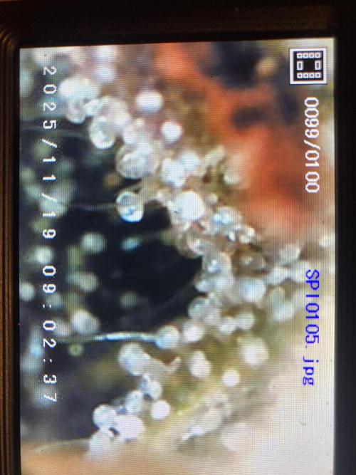 Jack Herer. Auto. Week 9