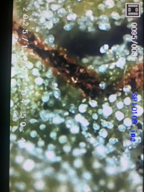 Jack Herer. Auto. Week 10