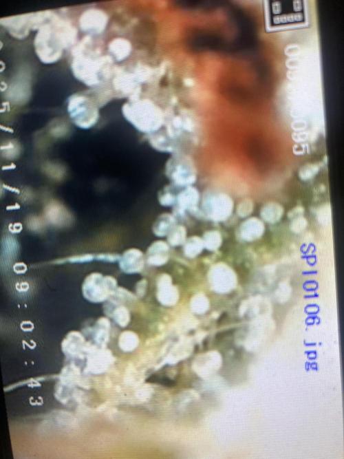 Jack Herer. Auto. Week 10