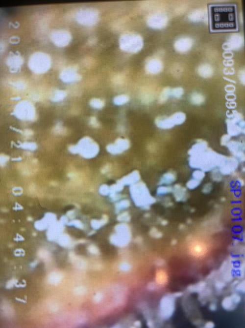 Jack Herer. Auto. Week 10