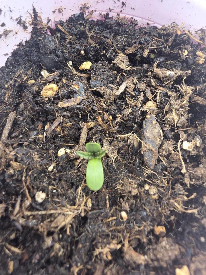 Forbidden fruit. Week 0 - Day 2 out of soil 