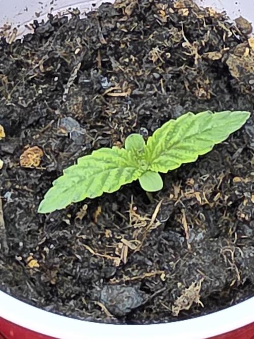 Forbidden Fruit. Week 1