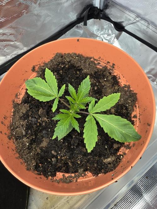 Forbidden Fruit. Week 2