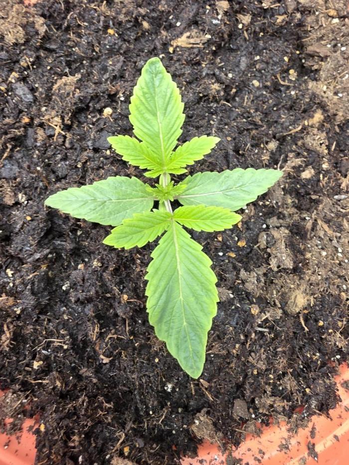 Forbidden fruit. Week 2