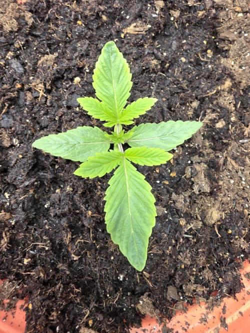 Forbidden Fruit. Week 2