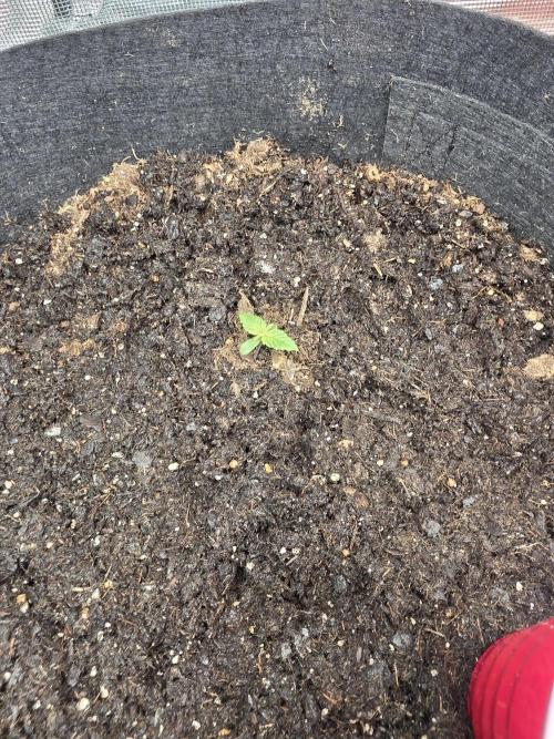 Blue cheese indoor. Week 2 - Growing week 2