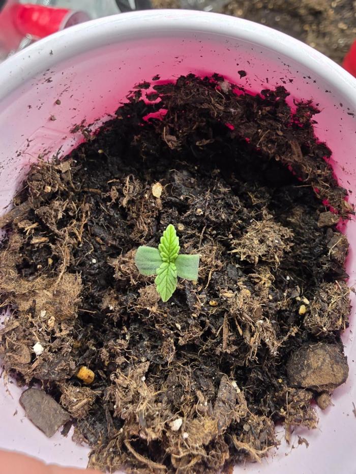 Blue cheese indoor. Week 1
