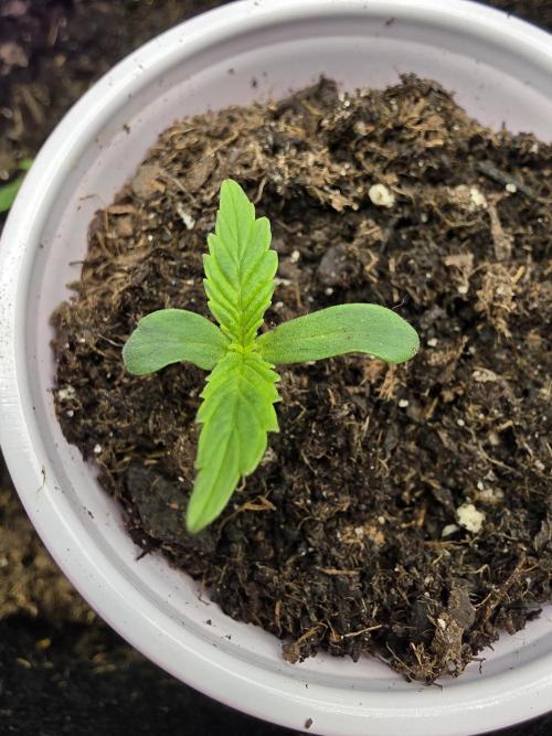Northern Light Automatic. Week 2