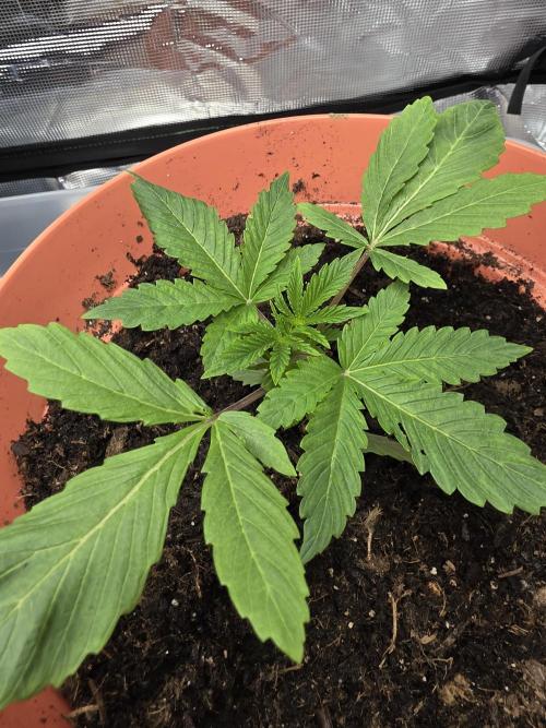 Forbidden fruit. Week 3