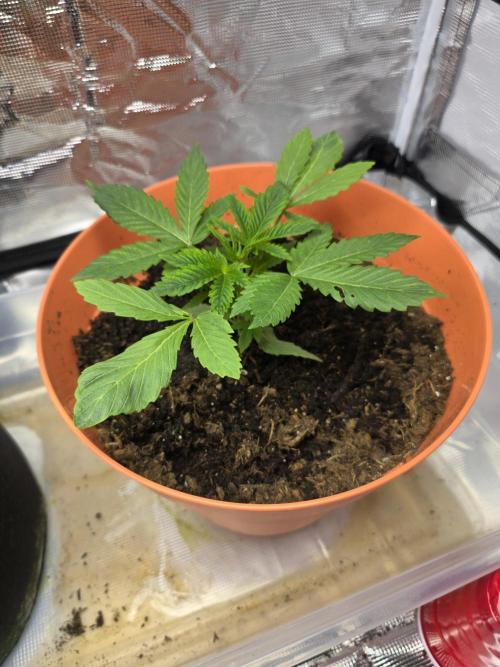 Forbidden fruit. Week 3