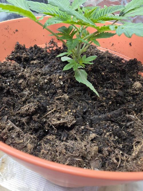 Forbidden Fruit. Week 3