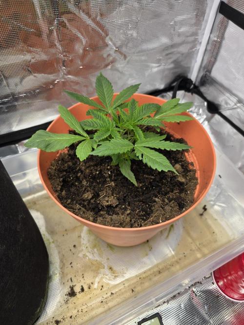 Forbidden fruit. Week 3
