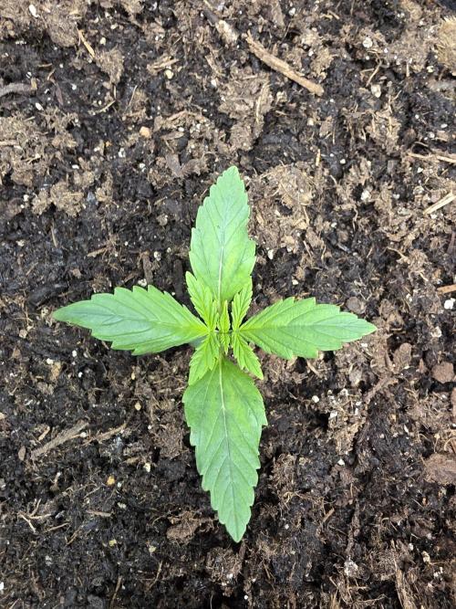 Blue Cheese Automatic. Week 2