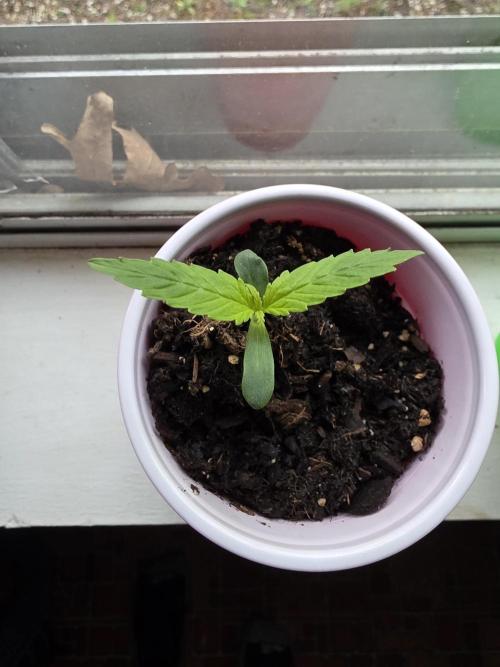 Northern lights auto. Week 2