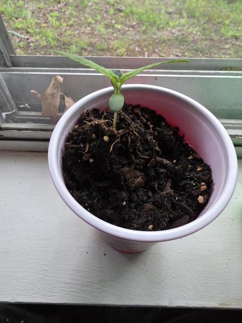 Northern Light Automatic. Week 2