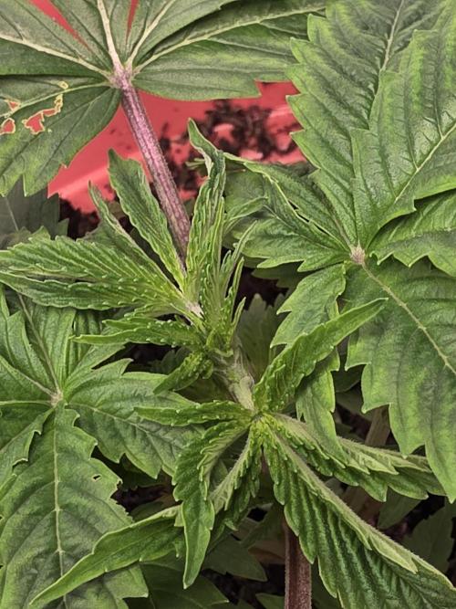 Forbidden Fruit. Week 4