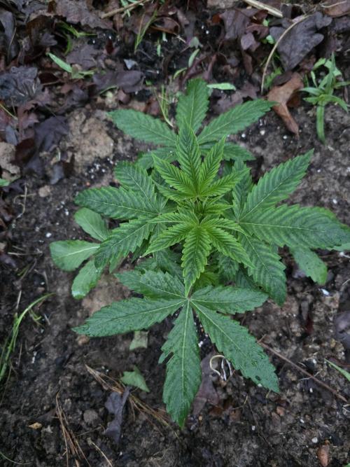 Forbidden fruit. Week 4 - Second day outdoor after a rainy day