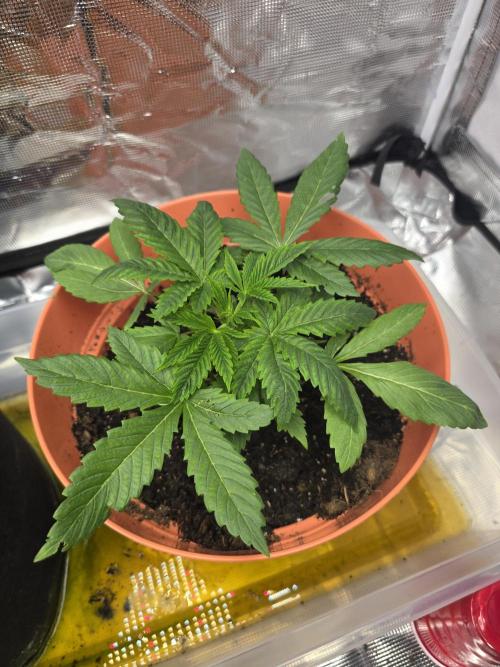 Forbidden fruit. Week 4 - Pre transplant