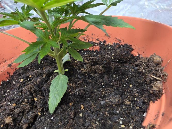 Forbidden Fruit. Week 4
