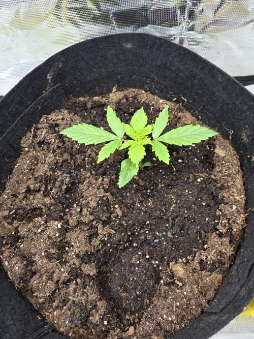 Blue cheese indoor. Week 3