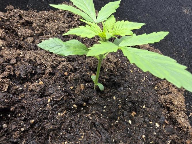 Blue Cheese Automatic. Week 3