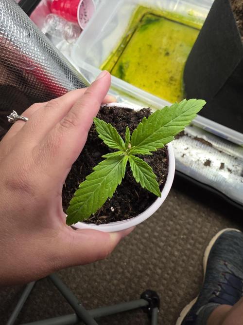 Northern Light Automatic. Week 3