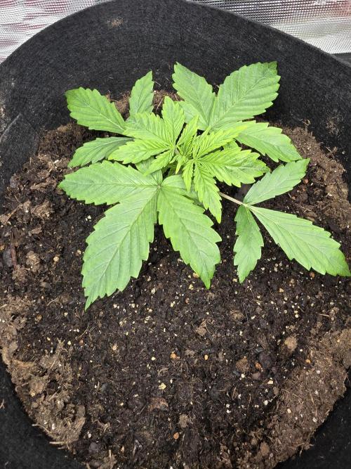 Blue cheese indoor. Week 3 - Double in size since last pic