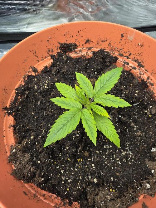 Northern lights auto. Week 3 - Transplanted into bigger pot. She loves it