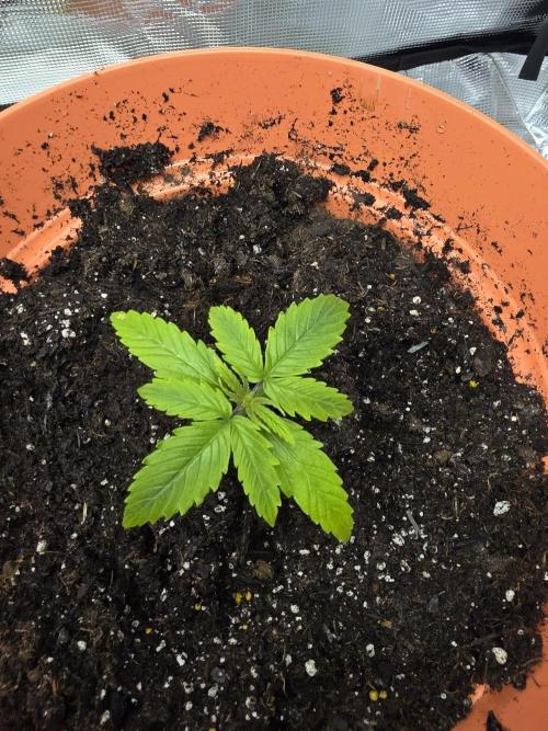 Northern Light Automatic. Week 3