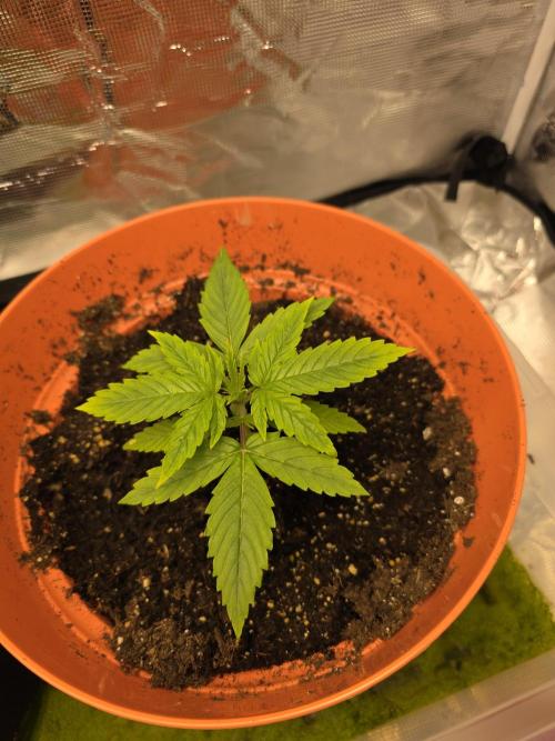 Northern Light Automatic. Week 3