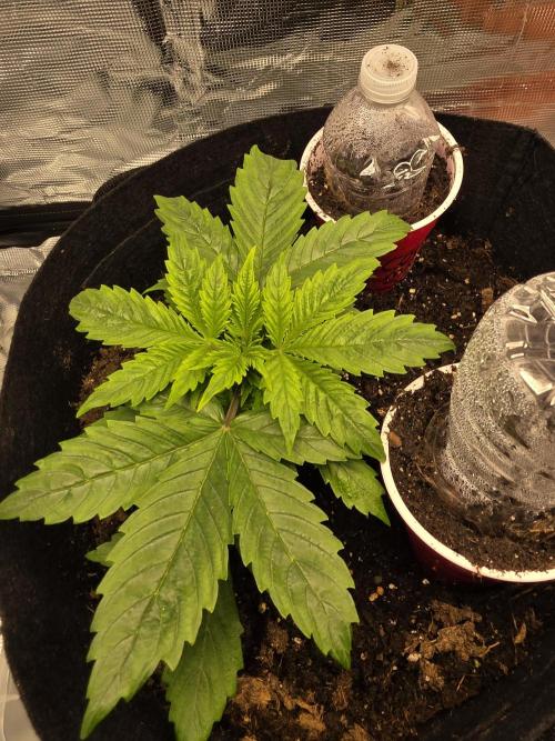 Blue Cheese Automatic. Week 4