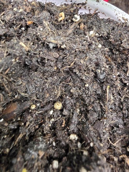 3 outside plants. Week 0 - Orbital banana f1 hybrid