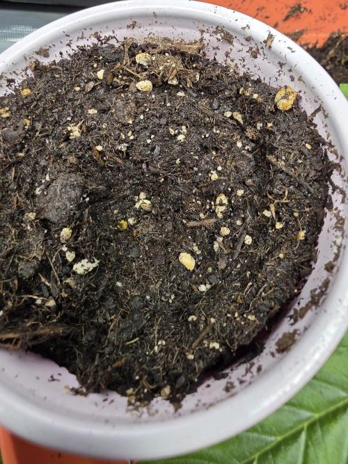 3 outside plants. Week 0 - Shogun