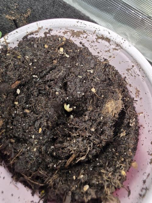 3 outside plants. Week 0 - Cereal milk