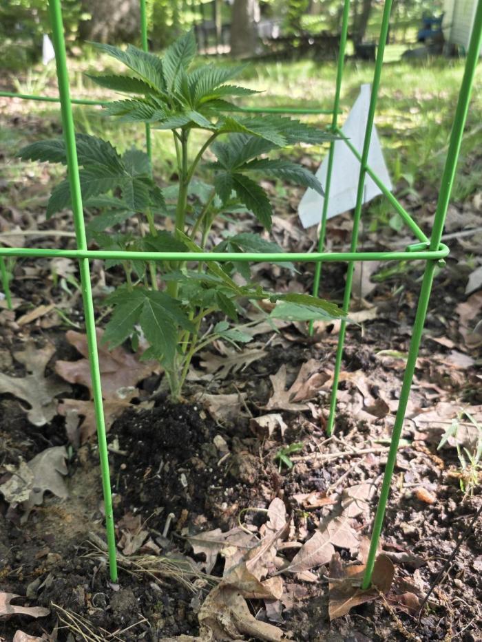 Forbidden fruit. Week 5 - She amazes how much she grows every day today is going to be warm so she'll love