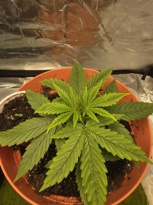 Northern Light Automatic. Week 4
