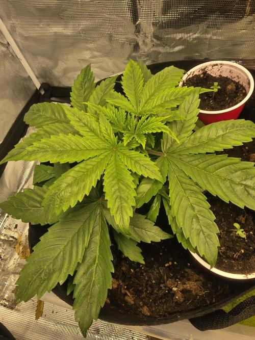 Blue Cheese Automatic. Week 4