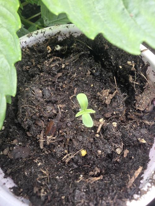 3 outside plants. Week 0 - Orbital banana f1