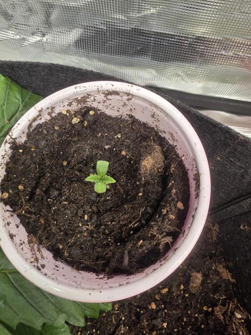 3 outside plants. Week 0 - Cereal milk