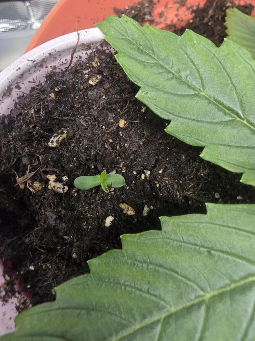 3 outside plants. Week 0 - Shogun