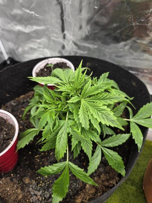 Blue cheese indoor. Week 4