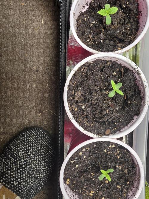 3 outside plants. Week 0 - Cereal milk is biggest and getting transplanted as a root hanging out
