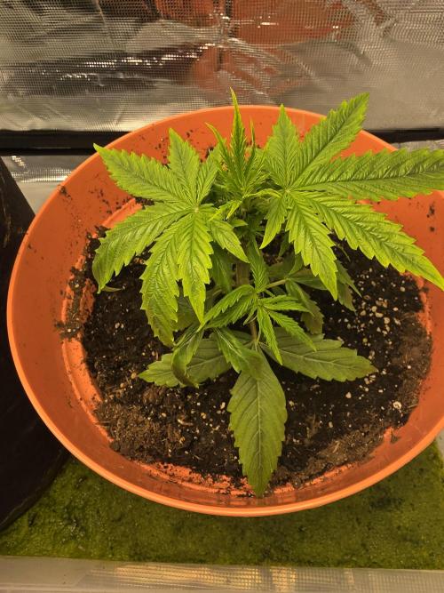Northern Light Automatic. Week 4